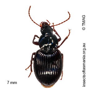 Theprisa convexa