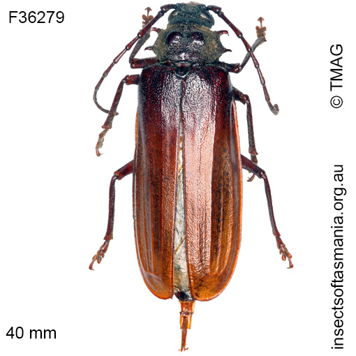 Species image
