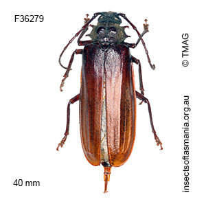 Toxeutes arcuatus