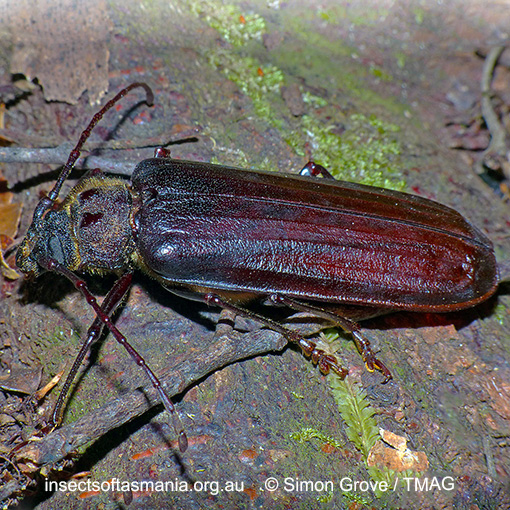 Species image