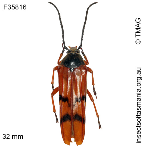 Species image