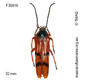 Tragocerus spencii
