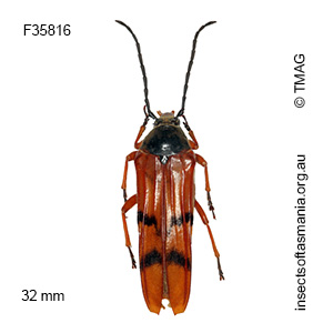 Tragocerus spencii