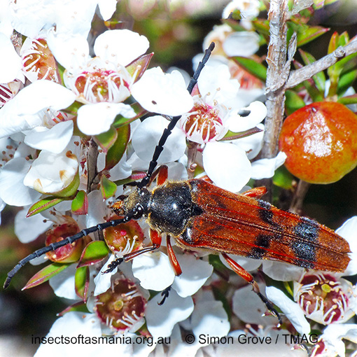 Species image