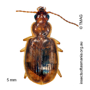 Trechimorphus brunneus