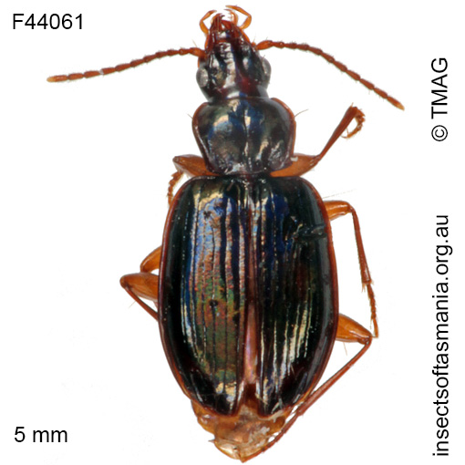 Species image