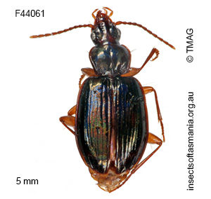Trechimorphus diemenensis