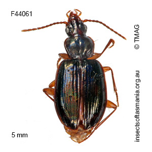 Trechimorphus diemenensis