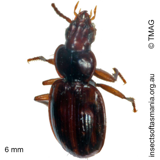 Species image