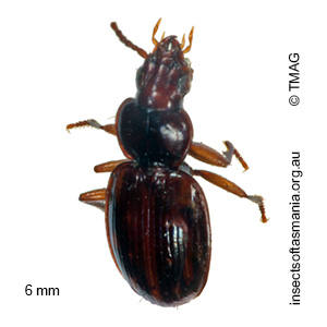 Trechistus humicola