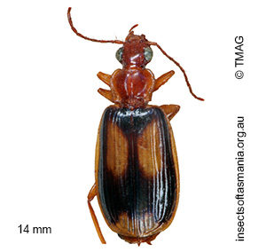 Trigonothops longiplaga