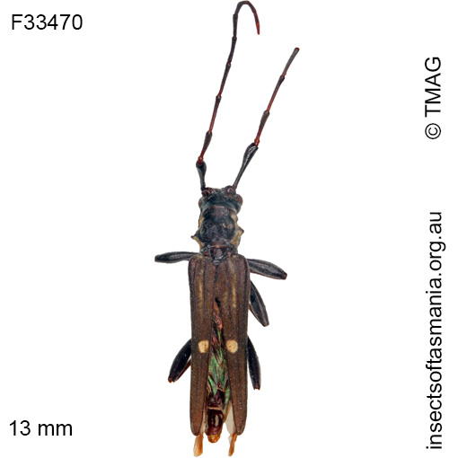 Species image