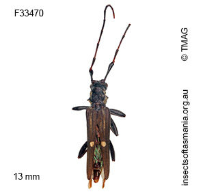 Tropis oculifera