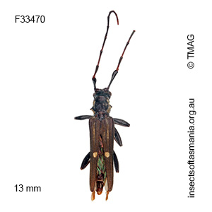 Tropis oculifera