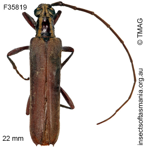 Species image