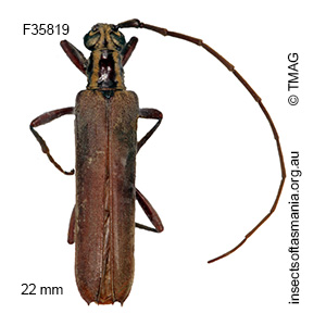 Uracanthus maleficus