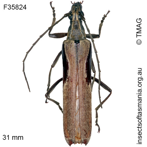 Species image