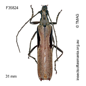 Uracanthus pallens