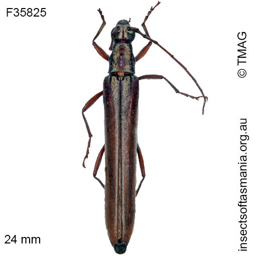 Species image