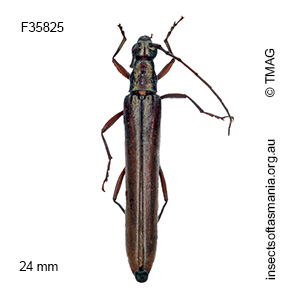 Uracanthus pertenuis