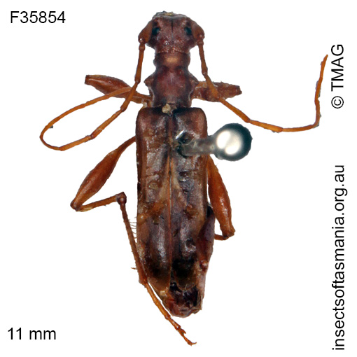 Species image