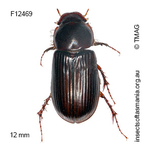 Acrossidius tasmaniae