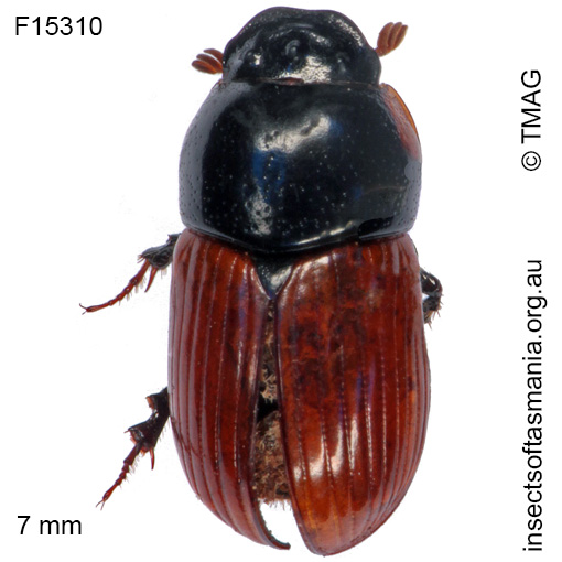 Species image