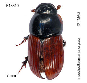 Aphodius fimetarius