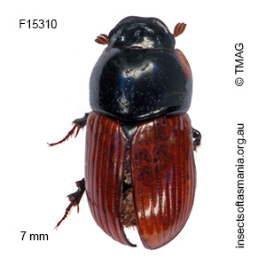 Aphodius fimetarius