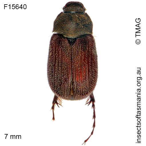 Species image