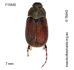 Aplopsis evexa