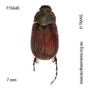 Aplopsis evexa