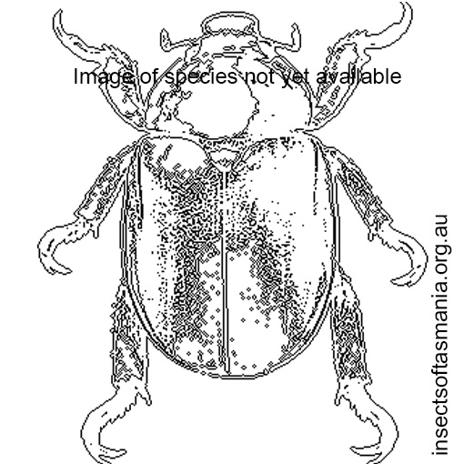 Species image
