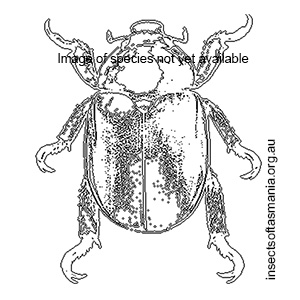 Sericesthis consanguinea