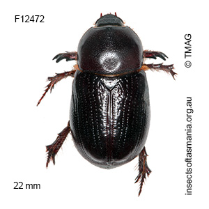 Cheiroplatys latipes