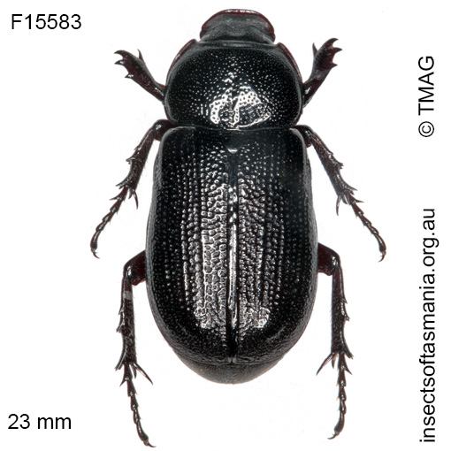 Species image