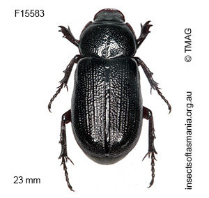 Cryptodus tasmannianus