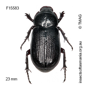 Cryptodus tasmannianus