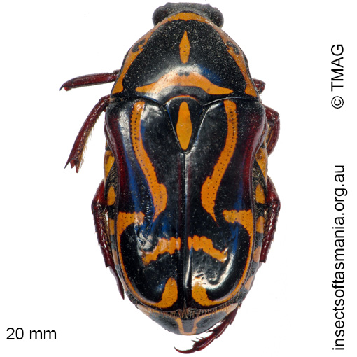 Species image