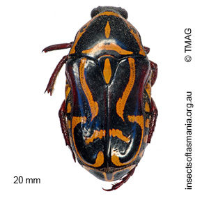 Eupoecila australasiae