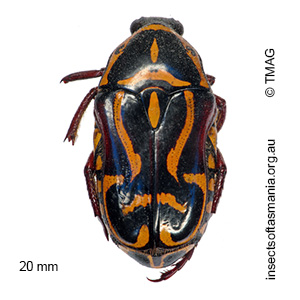 Eupoecila australasiae