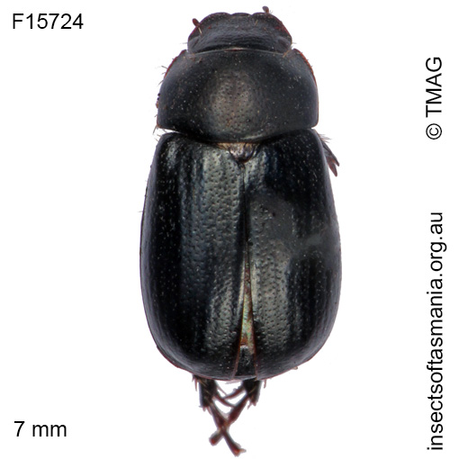 Species image