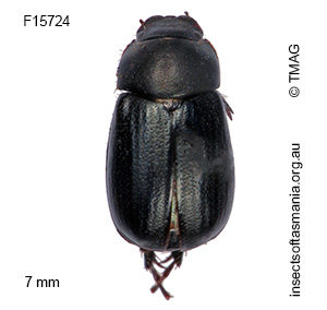 Heteronyx aphodioides