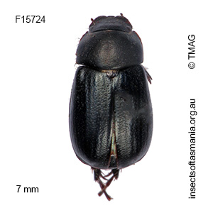 Heteronyx aphodioides