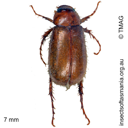 Species image