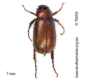 Heteronyx cervina