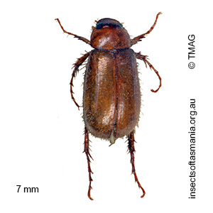 Heteronyx cervina