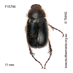 Heteronyx crinitus