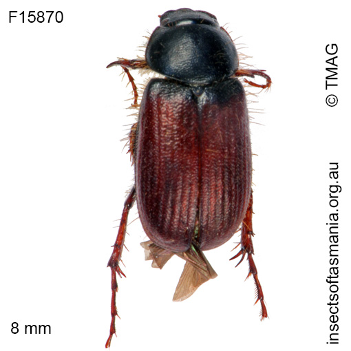 Species image