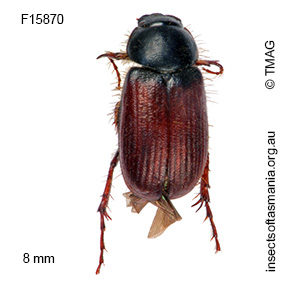 Heteronyx dimidiata